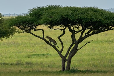 During the day and lush, tree-lined
